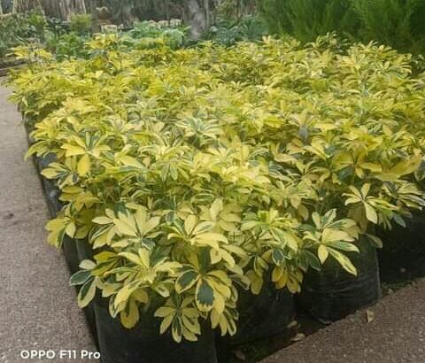 *Création et aménagement des jardins 
* Entretien des jardins 
* Vente des plantes et palmiers *Arro