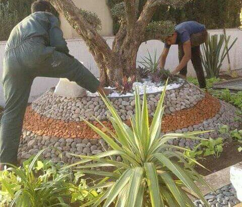 *Création et aménagement des jardins 
* Entretien des jardins 
* Vente des plantes et palmiers *Arro